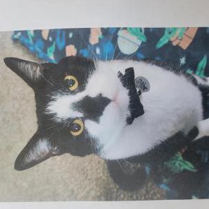 Lost Cat Ceasar