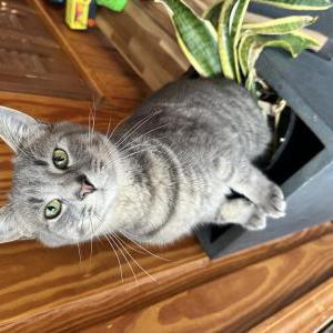 Image of Vince, Lost Cat