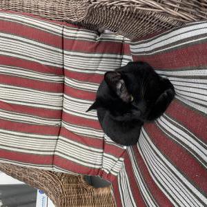 Lost Cat Bellatrix