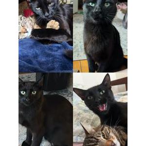 Lost Cat Momo