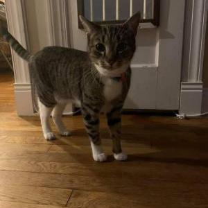 Lost Cat Smush