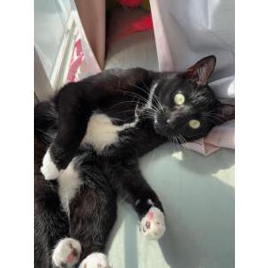 Lost Cat Boots