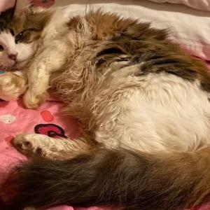 Lost Cat Rozzi