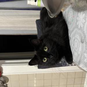 Lost Cat Nopal