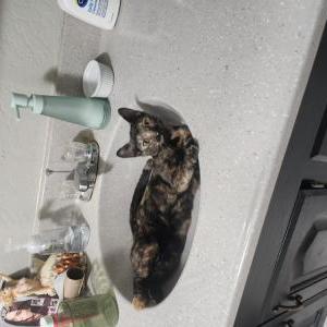 Found Cat Unknown