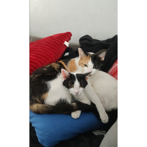Lost Cat Matty AND Ava