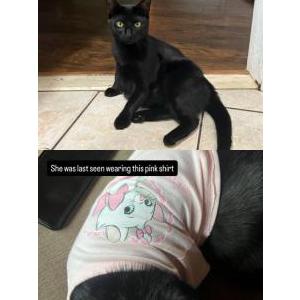Lost Cat Nina