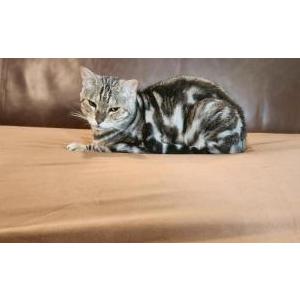 Lost Cat Odin