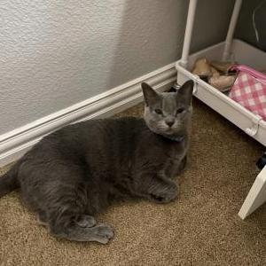 Lost Cat Nala may