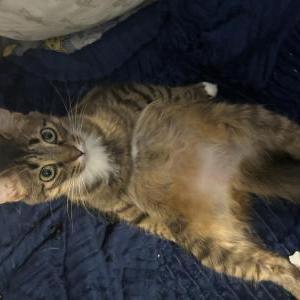 Lost Cat Mochi