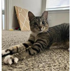 Image of Fatty, Lost Cat
