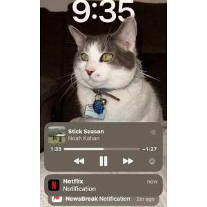 Image of Walter, Lost Cat