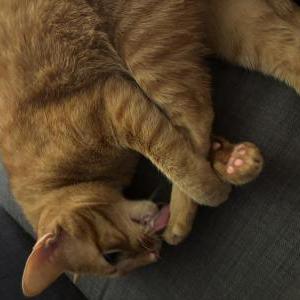 Lost Cat Jomi