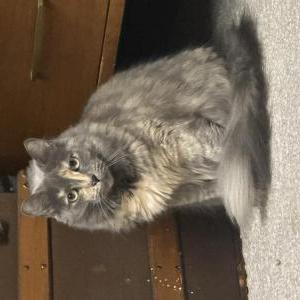 Lost Cat Ember