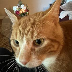 Lost Cat Cheeto