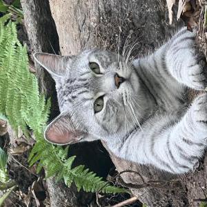 Lost Cat Cooper