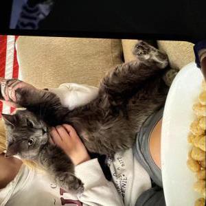 Lost Cat Mr kitty