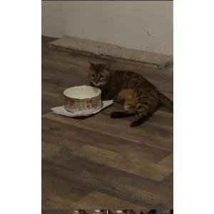 Image of Lilo, Lost Cat