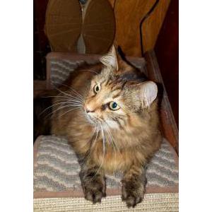Image of Kiara, Lost Cat