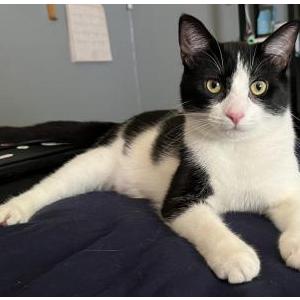 Lost Cat Bessie