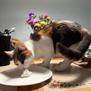 Image of Stella, Lost Cat