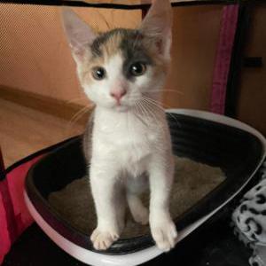 2nd Image of Stella, Lost Cat