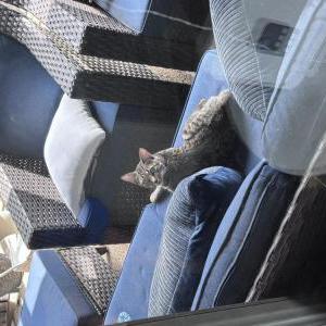 Image of Unknown, Found Cat