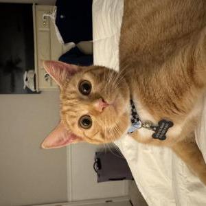 Lost Cat Oliver