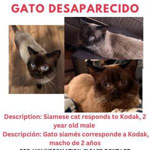 Lost Cat Kodak