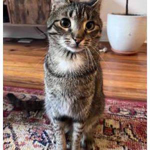Lost Cat Ugo Livi