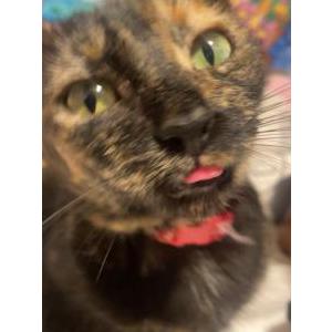 Lost Cat Fearless