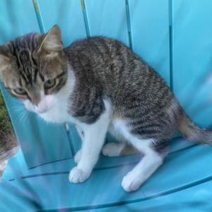 Image of Toby, Lost Cat