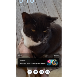 Lost Cat Bootsie