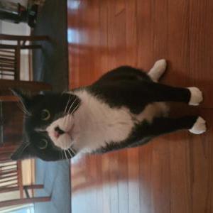 Lost Cat Buddy