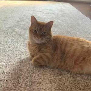 Lost Cat BOB