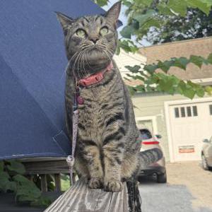 Lost Cat Clovis