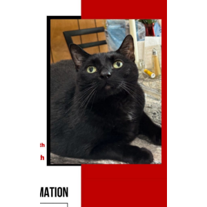 Lost Cat Bear