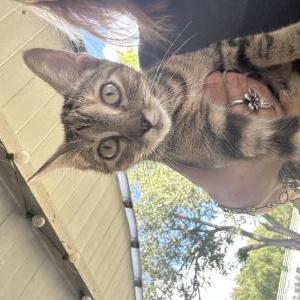Found Cat Unknown
