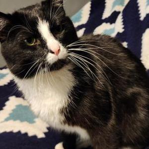 Lost Cat MAX