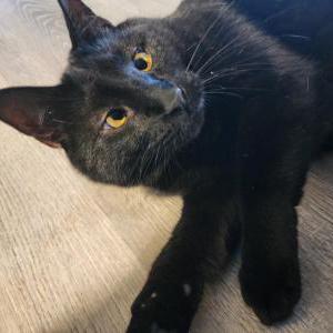 Image of Onyx, Lost Cat