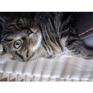 Image of Daisy, Lost Cat