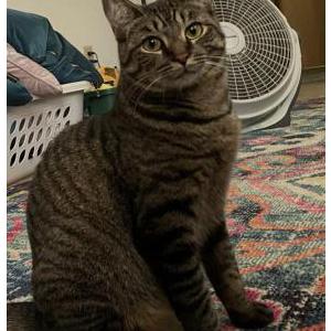 Lost Cat Jayla