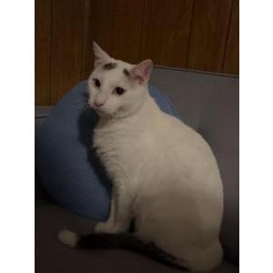 Image of Saber, Lost Cat