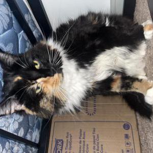 Lost Cat Callie