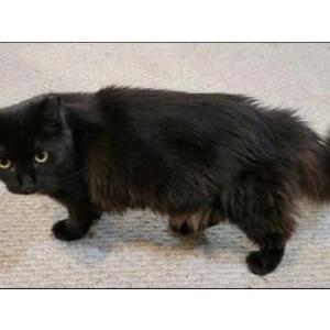Image of Minoo, Lost Cat