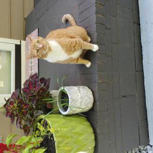 Lost Cat Cheeto