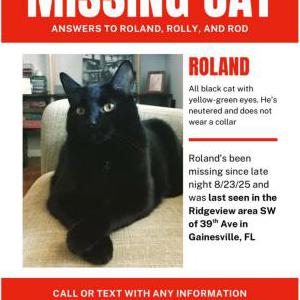Lost Cat Roland