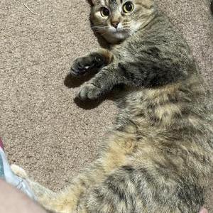 Lost Cat Big Dick