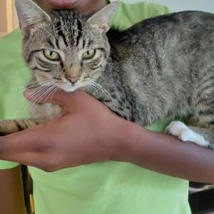 Lost Cat Alpha Ray