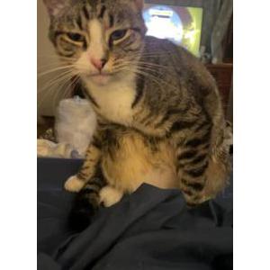 Image of Tabby (Ta-Bby), Lost Cat
